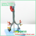 LUNG05(12502) 2 parts Life Size Larynx ,Trachea & Bronchial Tree Anatomy Models > Respiratory